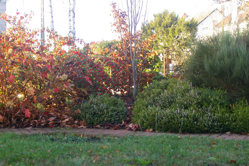 Le feuillage d'automne d'arbustes caduques contraste avec le feuillage persistant des bruyères. - Travaux réalisés